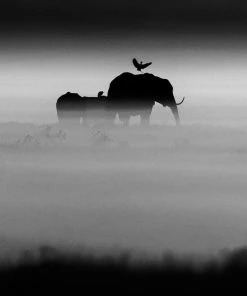 Teneus Publishing Gifts By Occasion The Family Album Of Wild Africa Book