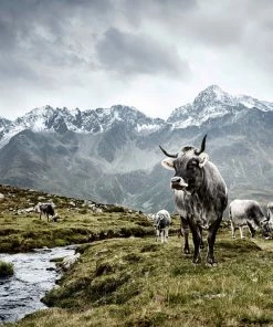 Teneus Publishing Gifts By Occasion The Cow Book