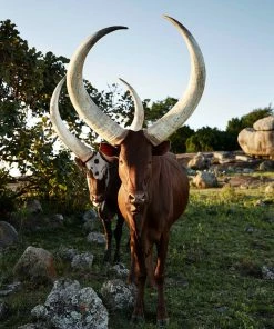 Teneus Publishing Gifts By Occasion The Cow Book