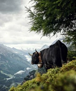 Teneus Publishing Gifts By Occasion The Cow Book