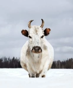 Teneus Publishing Gifts By Occasion The Cow Book