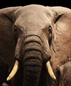 Art Addiction ACRYLIC SCULPTURE ART ELEPHANT Gifts By Occasion