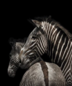 Art Addiction Gifts By Occasion ACRYLIC SCULPTURE ART TWO ZEBRAS