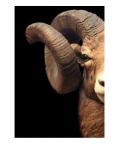 Art Addiction ACRYLIC SCULPTURE RAM S/2